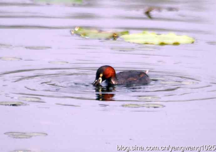 早餐 wbr鈥斺斝t捕鱼纪实