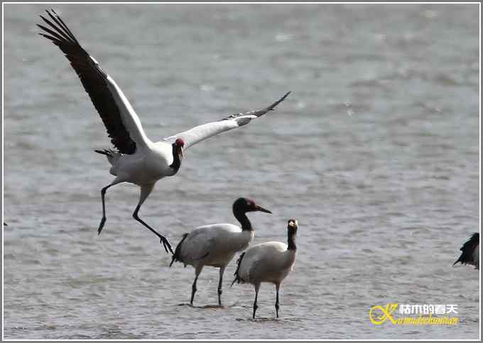 鹤舞蹁跹【照片】