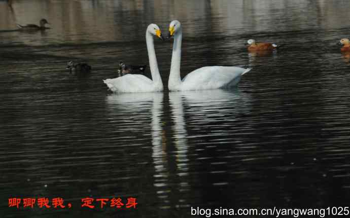 甜蜜蜜的白天鹅