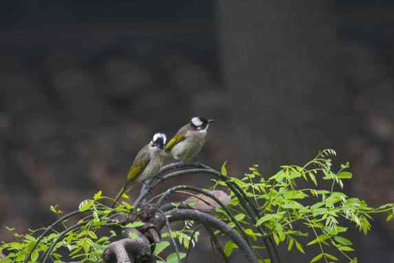 文殊院的白头鹎