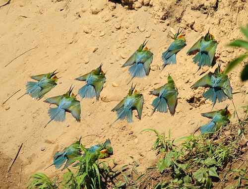 栗喉蜂虎集体晒太阳