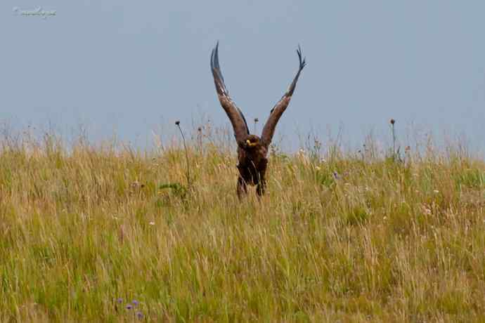 我和草原雕有个约定