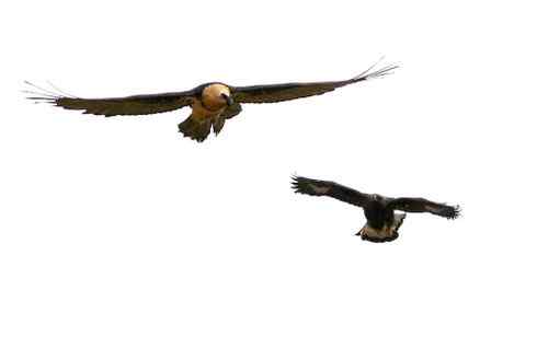 金雕大战胡兀鹫