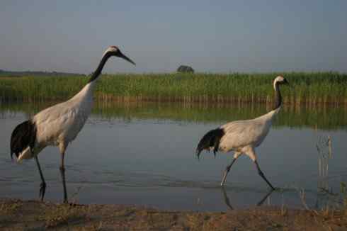 [组图]向海的丹顶鹤