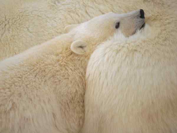 好看的动物图片(4)