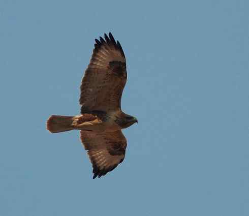如何识别飞行的毛脚鵟