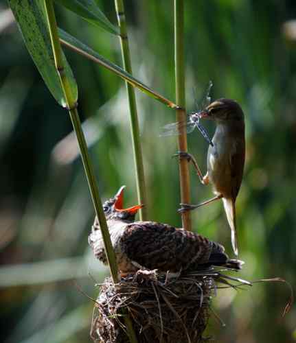 布谷鸟/杜鹃寄生图片