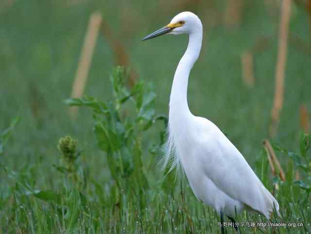 鹤类、水鸟精美摄影壁纸欣赏