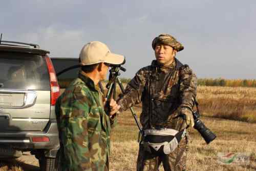 林甸的白头鹤 林甸的白头鹤