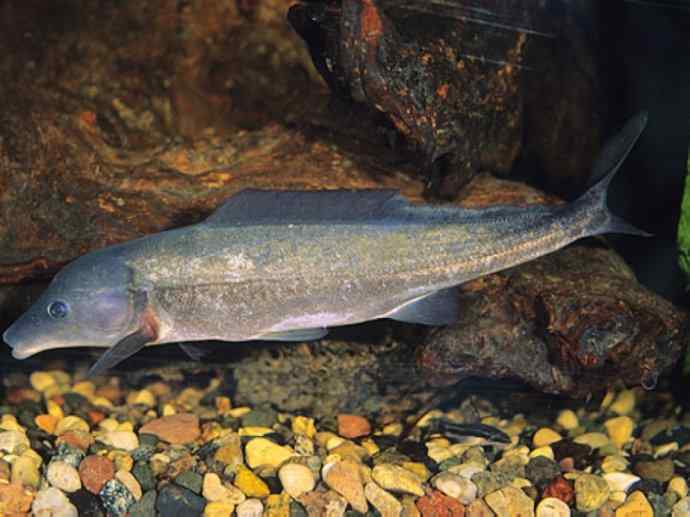 鱼类活化石：裸臀鱼