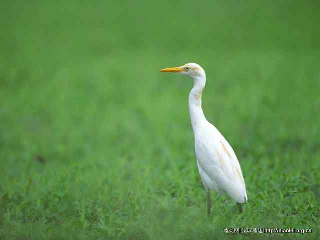 鹤类、水鸟精美摄影壁纸欣赏