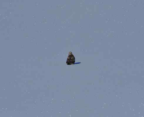 冰面上飞行的毛脚狂