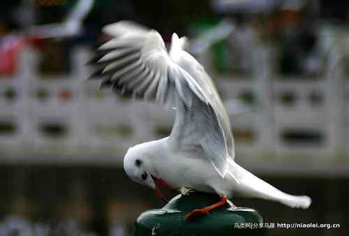 95张鸟儿嬉戏精品图集