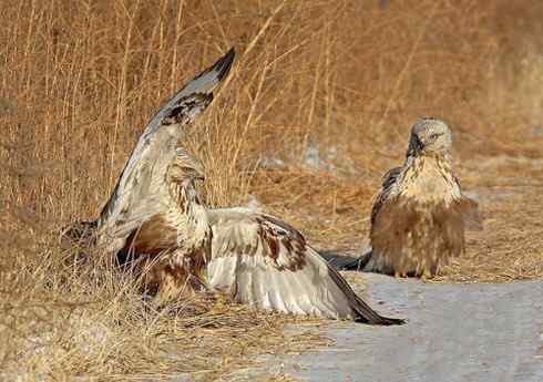 [组图欣赏]毛脚鵟妈妈
