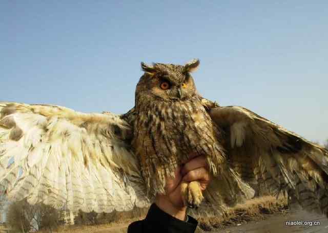 网友放生猫头鹰 网友放生猫头鹰