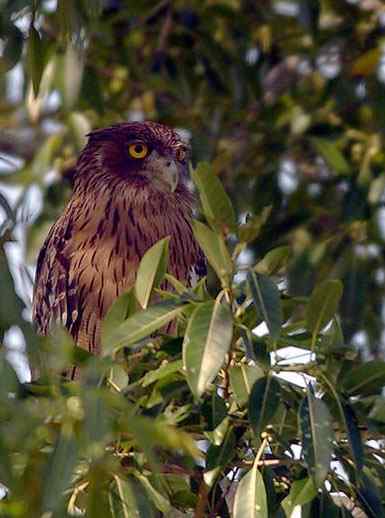 鱼枭的绝技 鱼枭的绝技