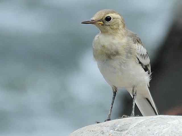 蒲洼围剿蓝矶鸫
