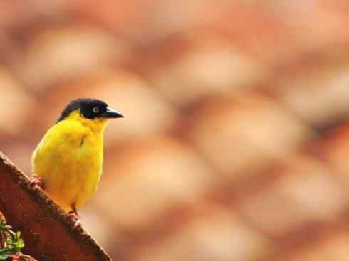 美丽无罪：雀鸟之寡妇鸟