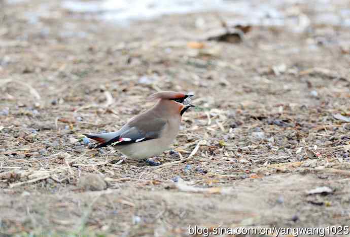 太平鸟(4) 太平鸟(4)
