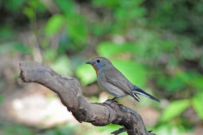 雄性红喉姬鹟（3）