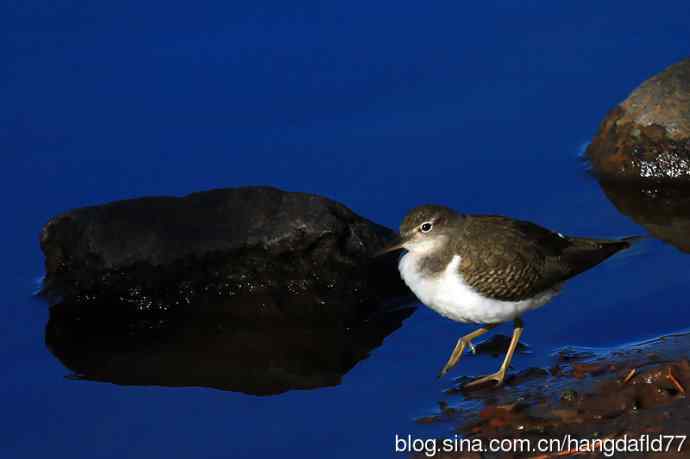 秋雀图：斑腹矶鹬