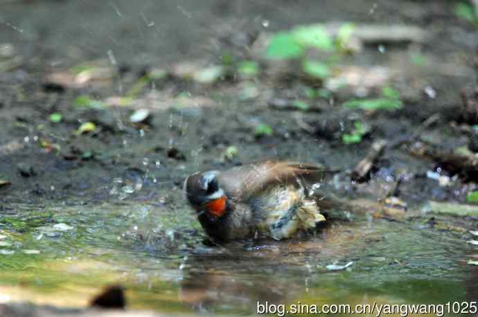 红喉歌鸲(10) 红喉歌鸲(10)