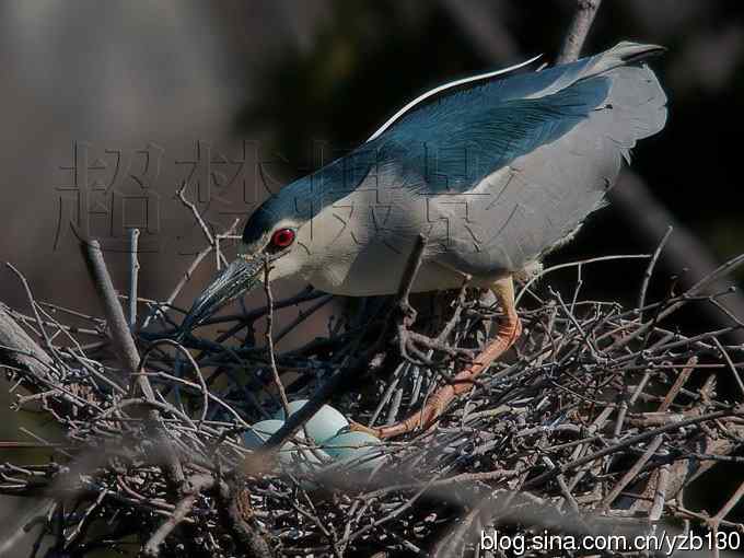 聆听超萌鈥溞∫光澢ㄗ橥迹24张图片）