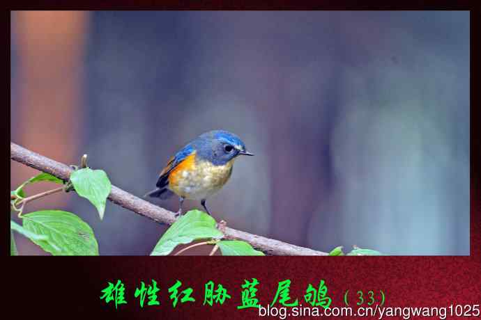 雄性红胁蓝尾鸲(33) 雄性红胁蓝尾鸲(33)