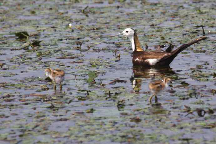 摄鸟拾趣（十八） wbr wbr水雉