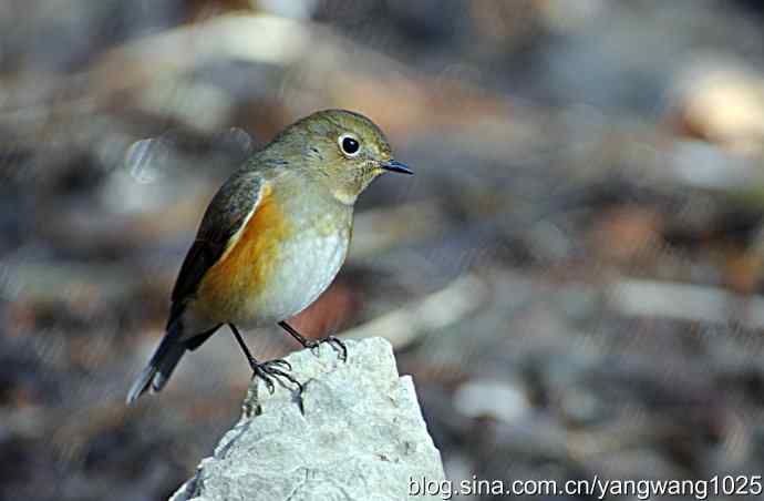 红肋蓝尾鸲 wbr2