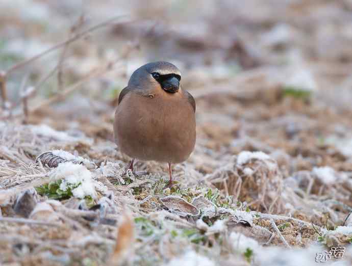 陕西洋县&nbsp;wbr路&nbsp;wbr灰头灰雀