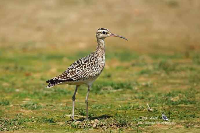 个人新鸟种鈥斝¤拣