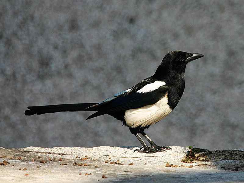 厦门常见鸟类图谱