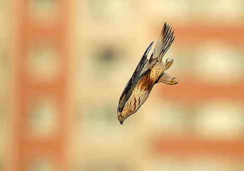 2008，鵟野之冬电视连续剧