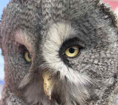 猫头鹰乌林鸮的”雷达系统” 猫头鹰乌林鸮的”雷达系统”