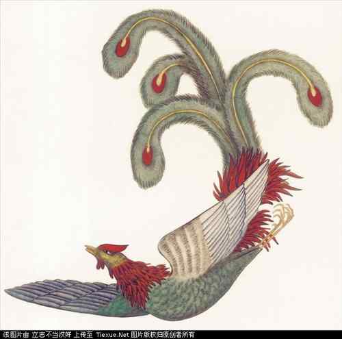 吉祥鸟图片（40P）