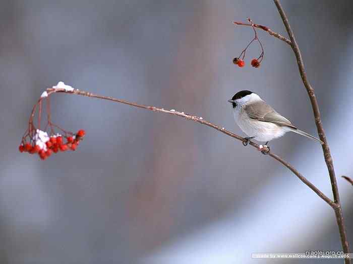天极网壁纸：四季鸟类