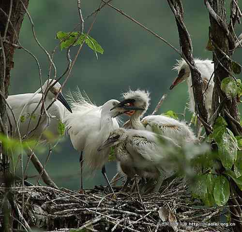 95张鸟儿嬉戏精品图集