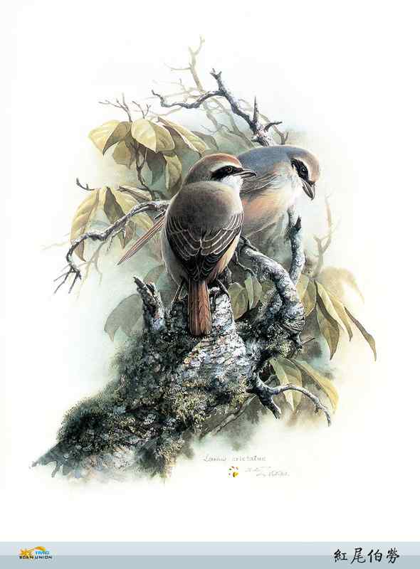鸟类绘画