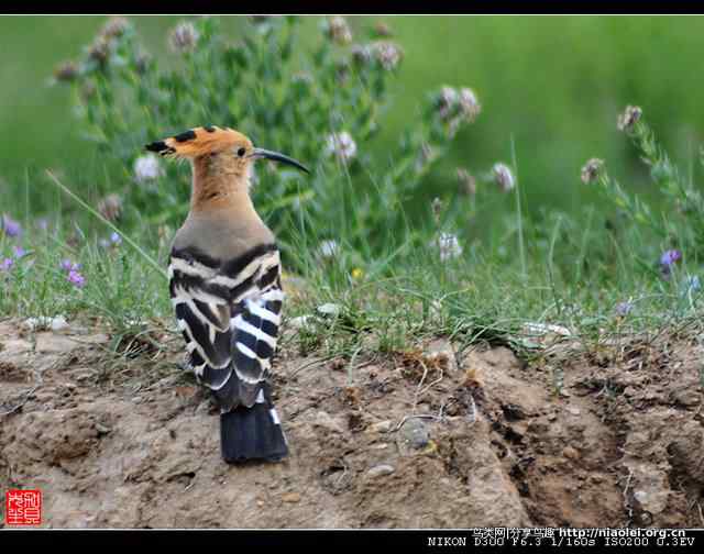 戴胜鸟图集欣赏