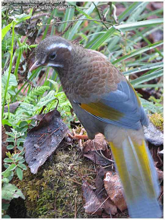 鸟与史料——金翼白眉（台湾噪眉、四眉）