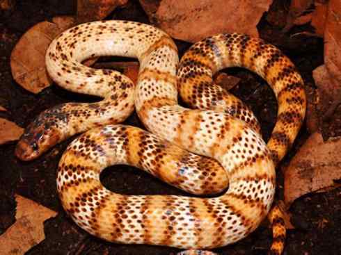 龙：传说的兽原型探秘（澳洲眼睛蛇类）