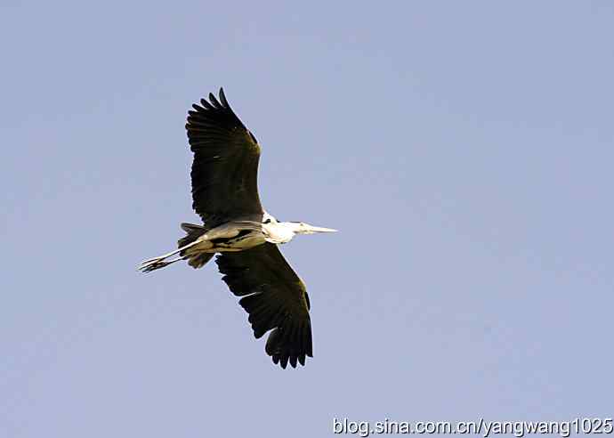 苍鹭 wbr3 苍鹭 wbr3