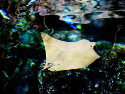 自然奇观：动物大迁徙(鲼)