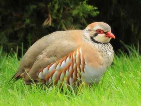 家禽驯化之源之九 家禽驯化之源之九