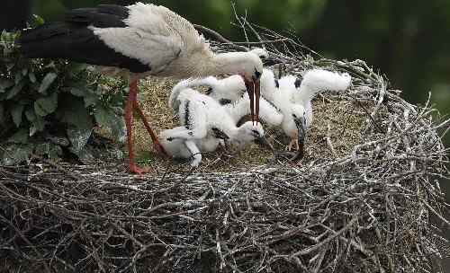 捷克最古老的鸟窝