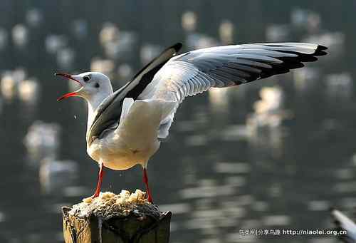 95张鸟儿嬉戏精品图集