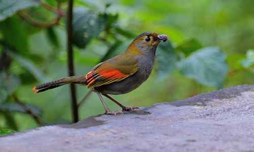 四川灰胸薮鹛捉虫子