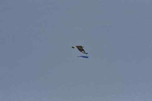 冰面上飞行的毛脚狂