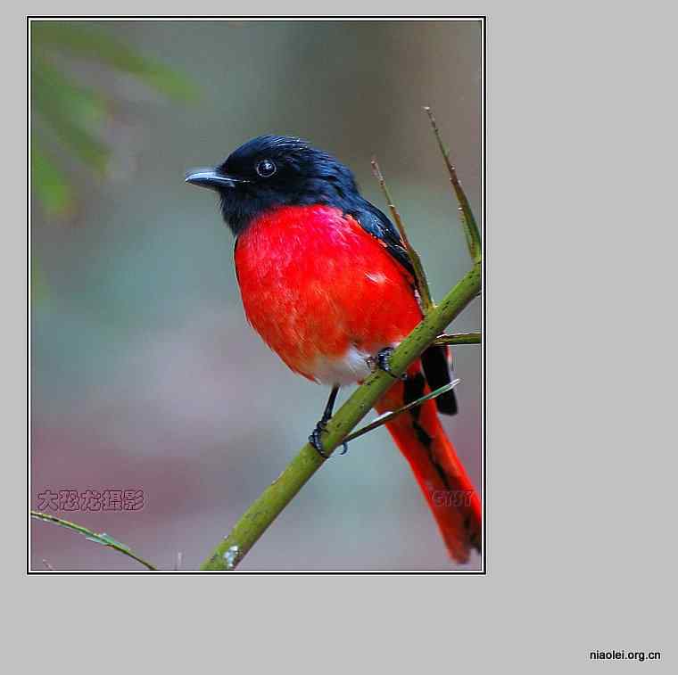 西双版纳鸟类摄影